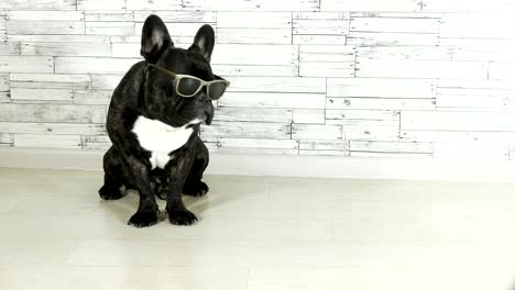 animal dog breed french bulldog sitting in glasses