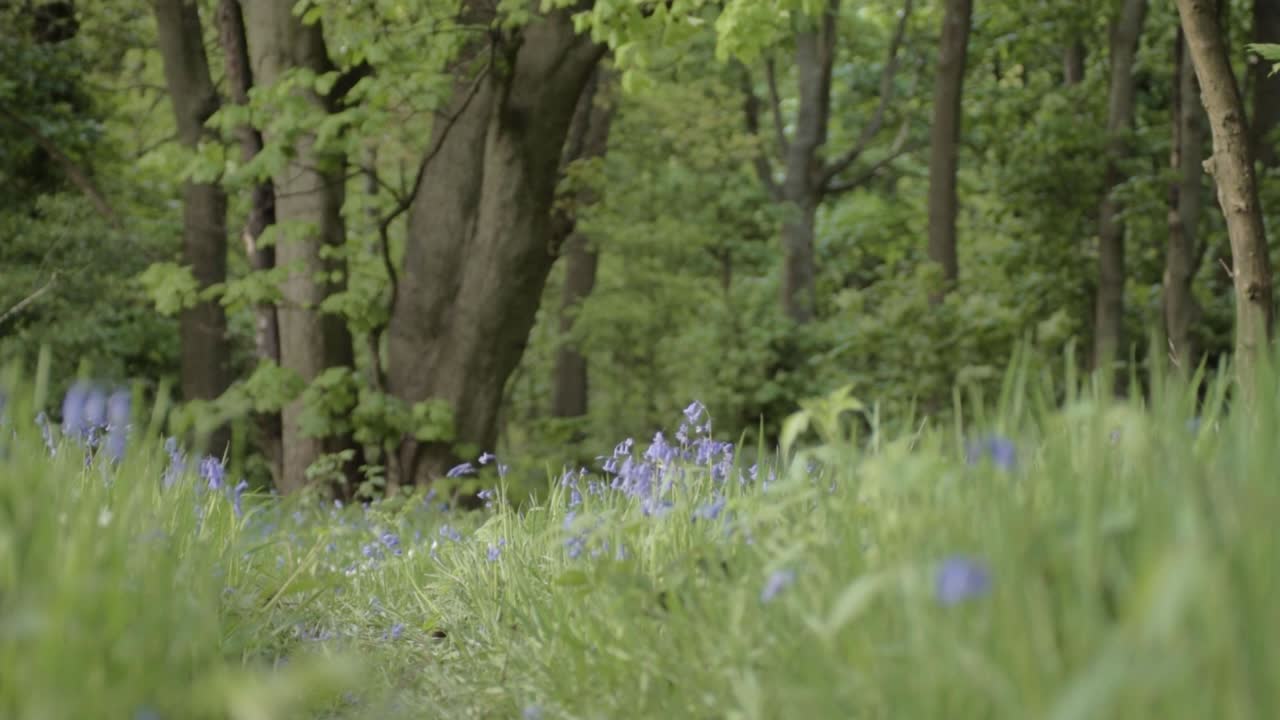 Bluebell flowers growing along pathway in woodland static shot