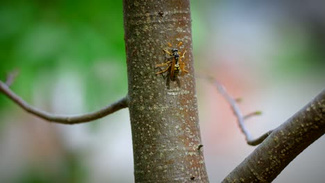 primer plano de una avispa en un árbol en 4k en cámara lenta
