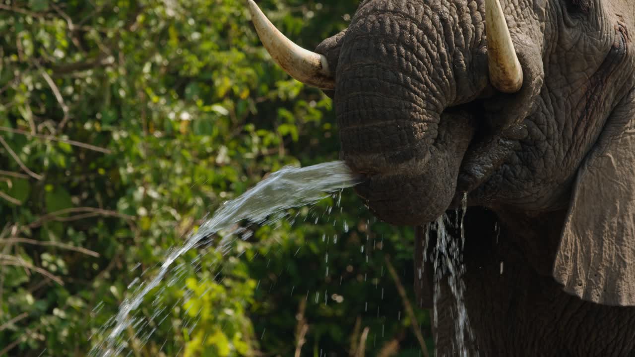 Close-up of Loxodonta africana Elephant using trunk to spray water while drinking, slow motion at Murchison Falls National Park, Uganda, fluid motion highlights animal behavior and anatomy.