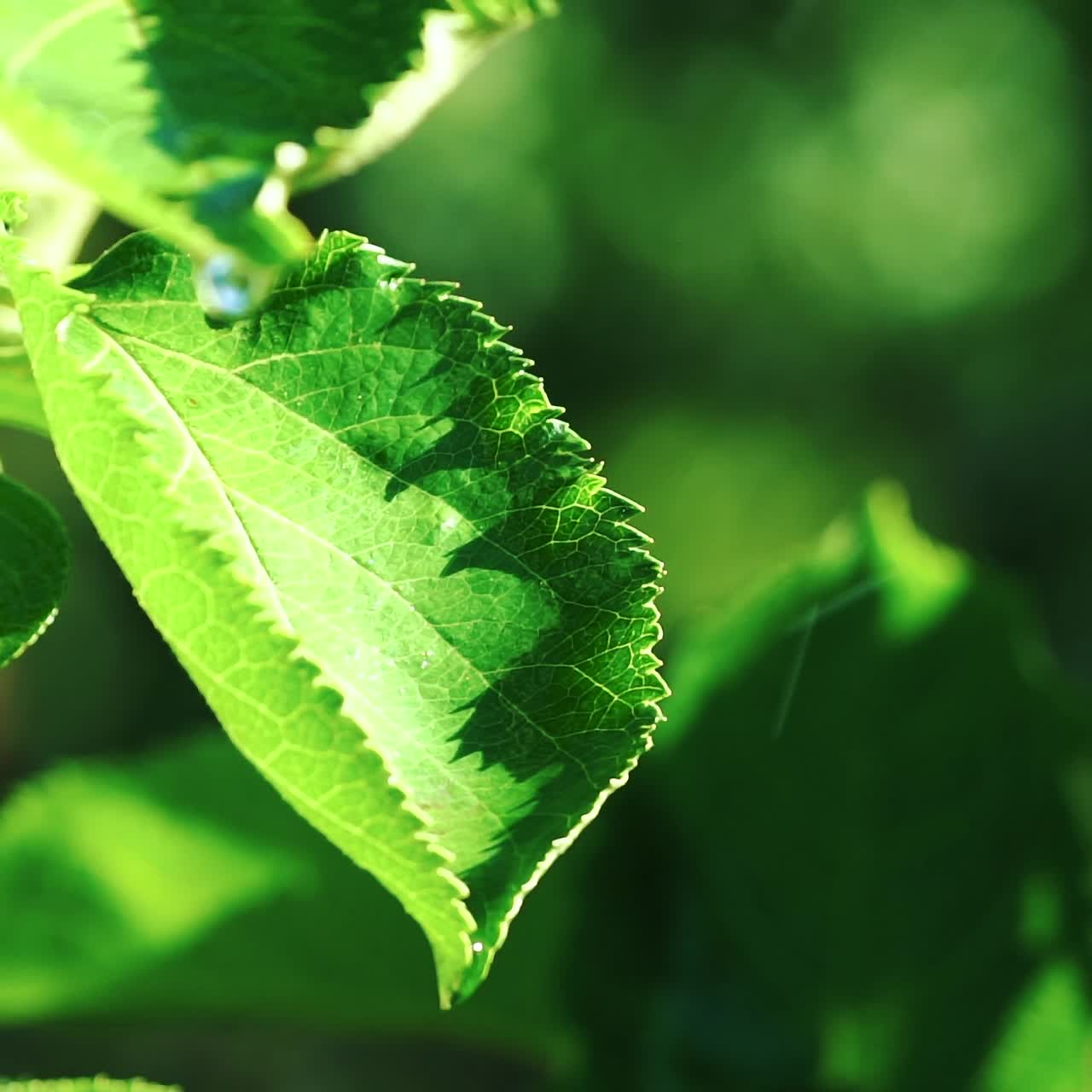 Watering organic fresh agricultural product