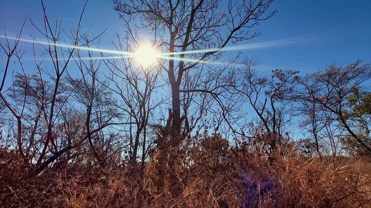 Inverno africano: sol quente, tempo imóvel, natureza serena, filmagem em câmera lenta, raios de sol através das árvores, atmosfera gelada