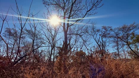 african winter: warm sun, motionless time, serene nature, slow-mo footage, sun rays through trees, frosty atmosphere