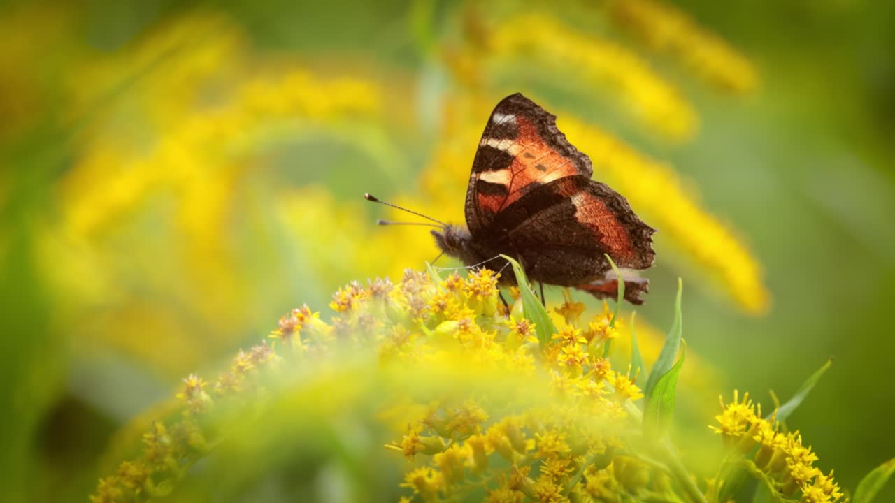 Small tortoiseshell butterfly (Aglais urticae, Nymphalis urticae) is a colourful Eurasian butterfly in the family Nymphalidae. It is a medium-sized butterfly that is mainly reddish orange.
