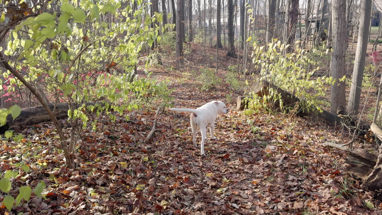 perro blanco en el bosque de otoño