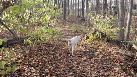 white dog in autumn forest