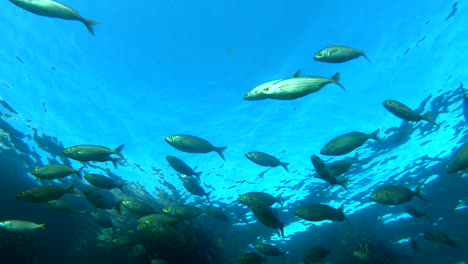 Como-Deben-Ser-Los-Peces,-Salvajes-Y-Libres