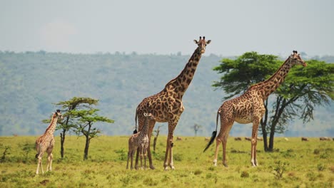 Slow-Motion-Shot-of-Baby-giraffe-walking-close-to-mother,-cute-newborn-learning-to-walk,-African-Wildlife-in-Maasai-Mara-National-Reserve,-Kenya,-Africa-Safari-Animals-in-Masai-Mara-North-Conservancy