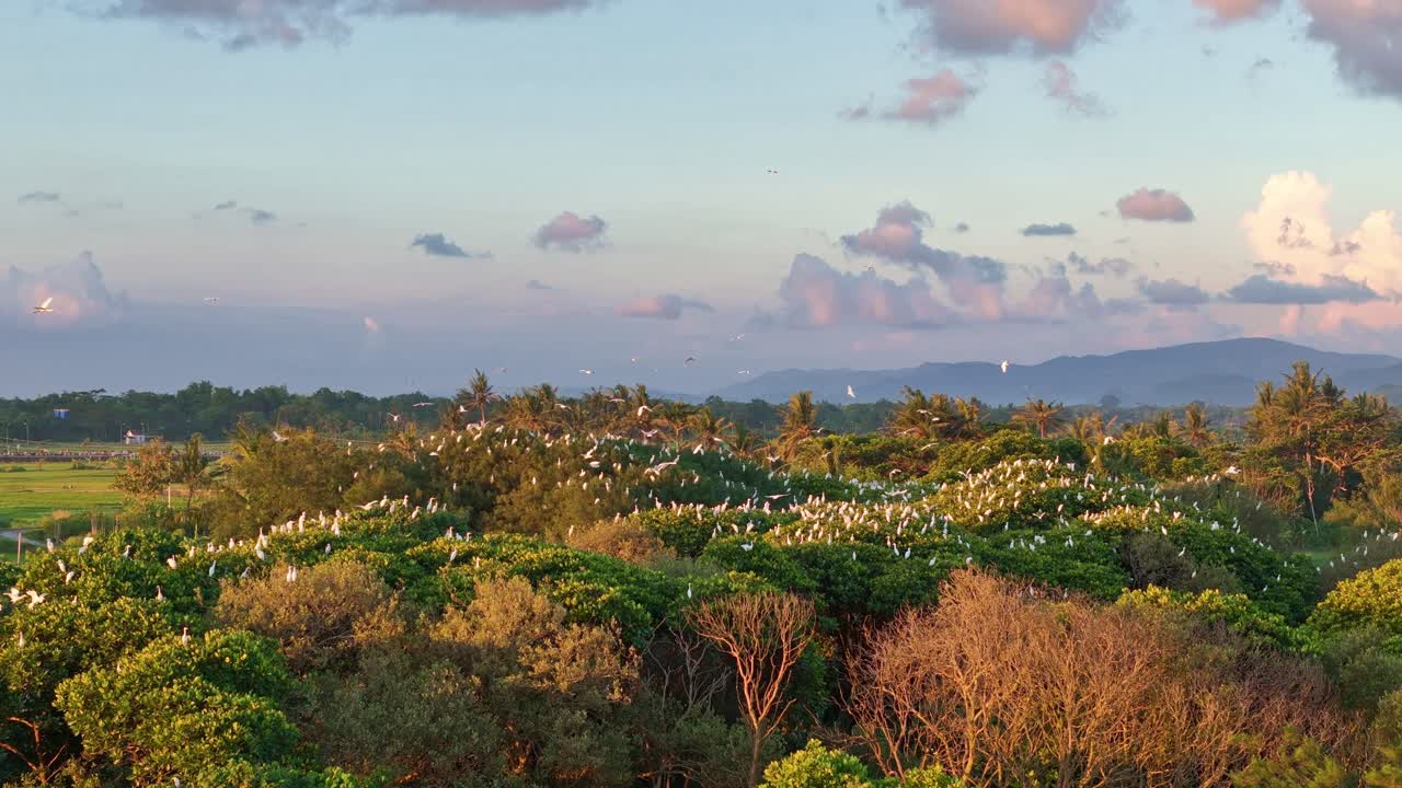 Drone view a flock of white egrets flew and perched on the green trees in the cloudy sky. The heron nest, Wildlife video concept.
