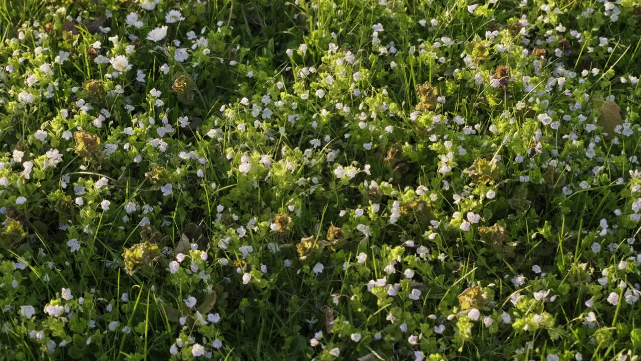 pequeñas flores blancas de primavera en el césped de césped durante la noche soleada