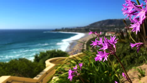 a view of monarch bay beach from the ritz-carlton hotel in laguna niguel, purple-pink flowers in the foreground, beach in the background, clear sunny sky.