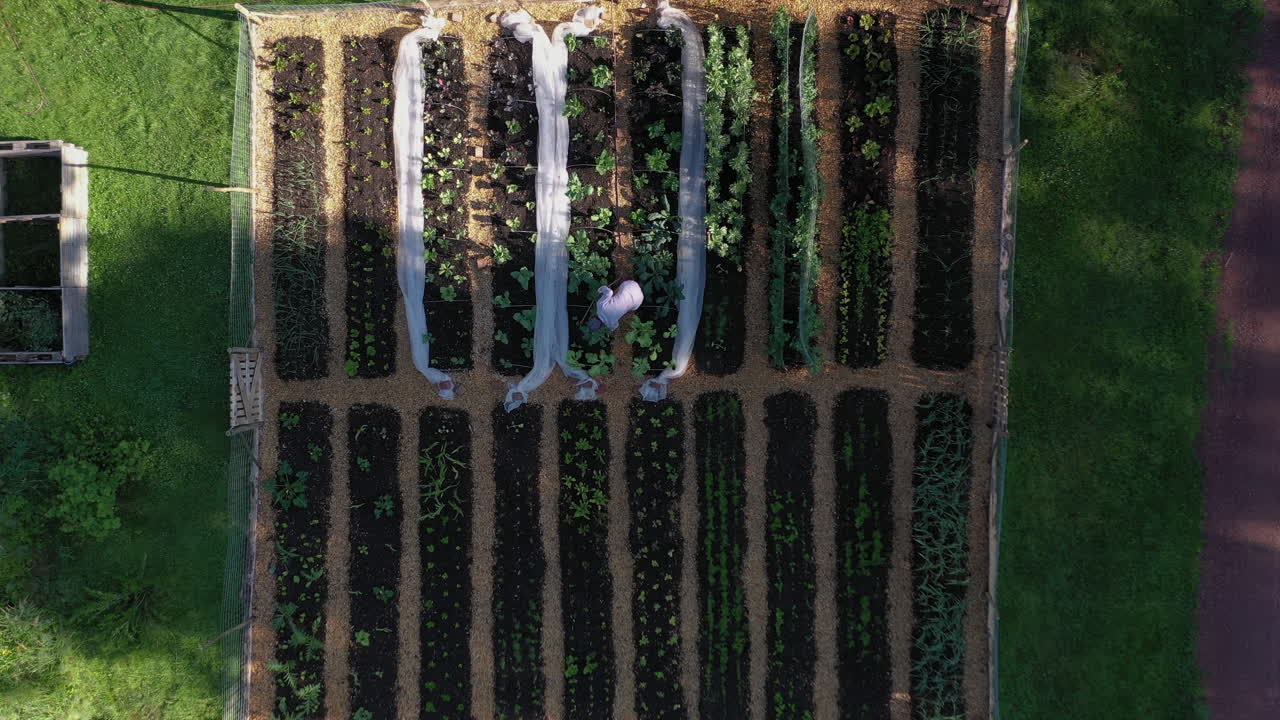 건강한 채소  ⁇ 에 물을 주고 있는 여인 위에서 위아래로 내려오는 항공 비행