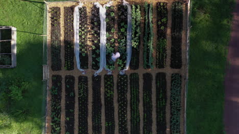 descenso aéreo de arriba hacia abajo sobre la señora regando su saludable huerto de verduras