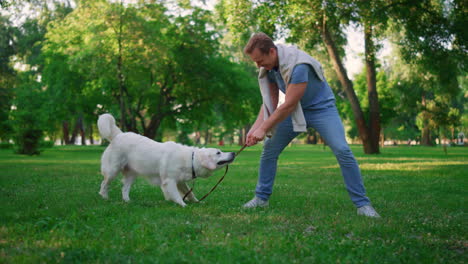 Juguetón-Golden-Retriever-Tirando-De-La-Correa.-Propietario-Jugando-Con-Arnés-En-El-Parque.