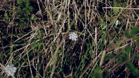 Zeitlupe-Des-Weißen-Schmetterlings-Auf-Der-Blume