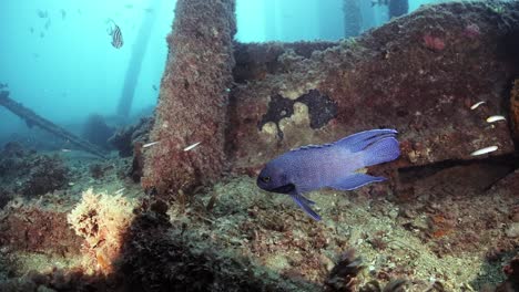 Pez-Diablo-Azul-Del-Sur-Paraplesiops-Meleagris-Endémico-Sur-De-Australia-4k-Cámara-Lenta