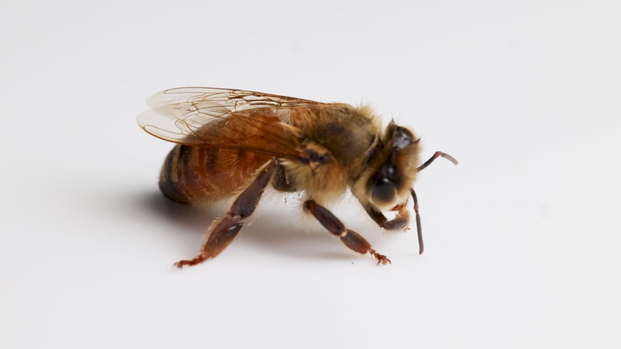 Macro video of a honeybee on a white surface, highlighting its anatomy and subtle movements in natural lighting