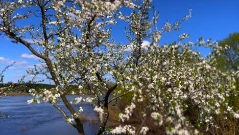 Tree-blossoms-in-sunlight-next-to-river-wide-macro-shot