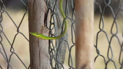 green whip snake - rat snake - lizard