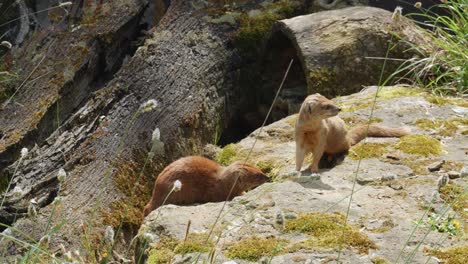 mangostas amarillas en el parque de vida silvestre del zoológico de praga en la república checa