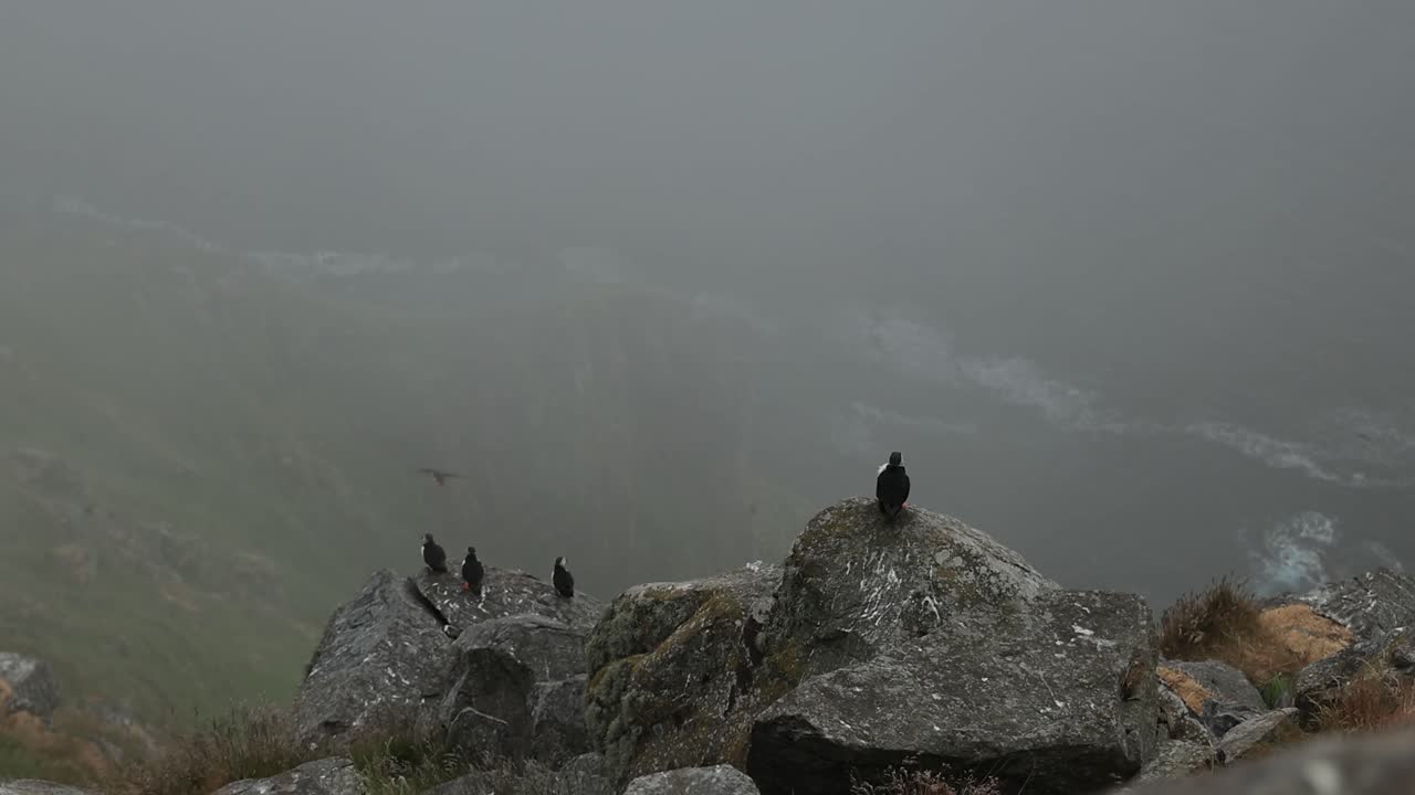 안개 가 가득 한 해안 풍경 에 있는 파핀 들