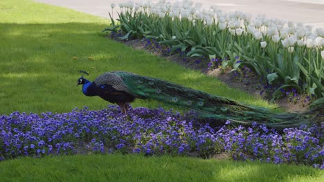 the-majestic-peacock-in-the-King's-Gardens-at-the-Royal-Castle-in-Prague,-Czech-Republic