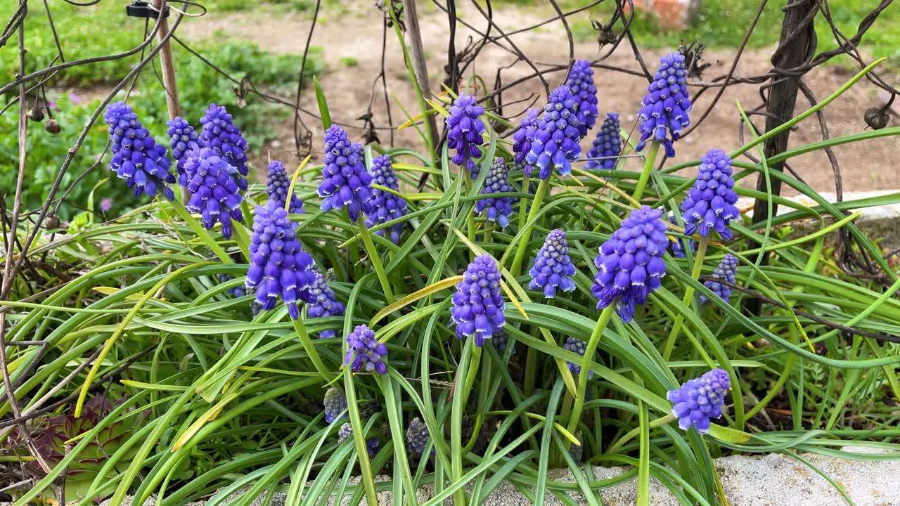 Extreme close-up of purple Muscari armeniacum flowers swaying in a soft spring breeze, with green leaves and sempervivum on a cloudy day. Ideal for botanical, gardening, or wellness content.