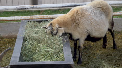 a sheep eats hay from a trough - static