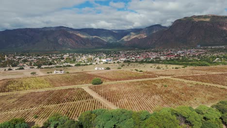 Advancing-over-a-small-vineyard-and-revealing-in-the-background-the-picturesque-town-of-Cafayate,-in-Salta,-Argentina