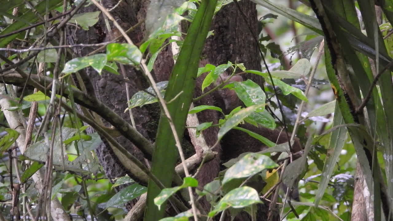 장난기 많은 코아티 두 마리가 나뭇잎에 부분적으로 가려진 나무를 기어올라 자연 서식지에서 호기심과 곡예적 특성을 보여줍니다.