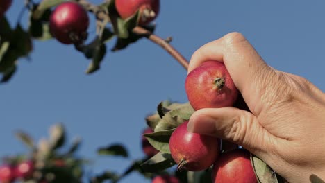 recogiendo una pequeña manzana roja del árbol