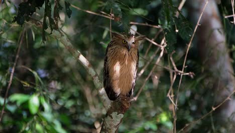 Er-Dreht-Seinen-Kopf-Von-Hinten-In-Richtung-Kamera-Und-Herum,-Während-Er-Auf-Einem-Gebrochenen-Ast-Sitzt,-Buffy-Fish-Owl-Ketupa-Ketupu,-Thailand