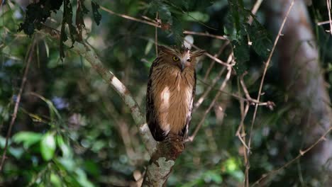Turning its head from the back facing towards the camera and around while perched on a broken branch, Buffy Fish Owl Ketupa ketupu, Thailand