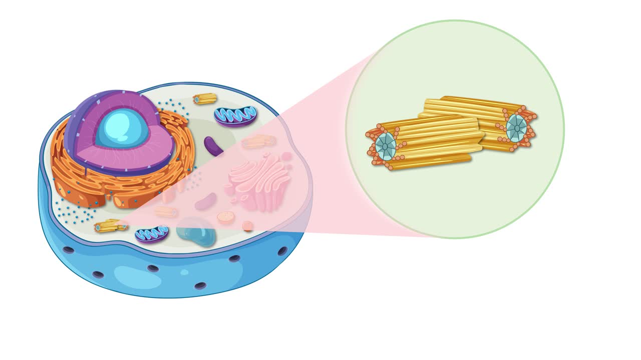 Animation illustrating animal cell anatomy, focusing on centrioles with vibrant colors and smooth transitions over 20 seconds