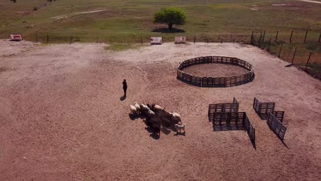 aerial view of a pumi shepherd dog being trained to guide cattle movement