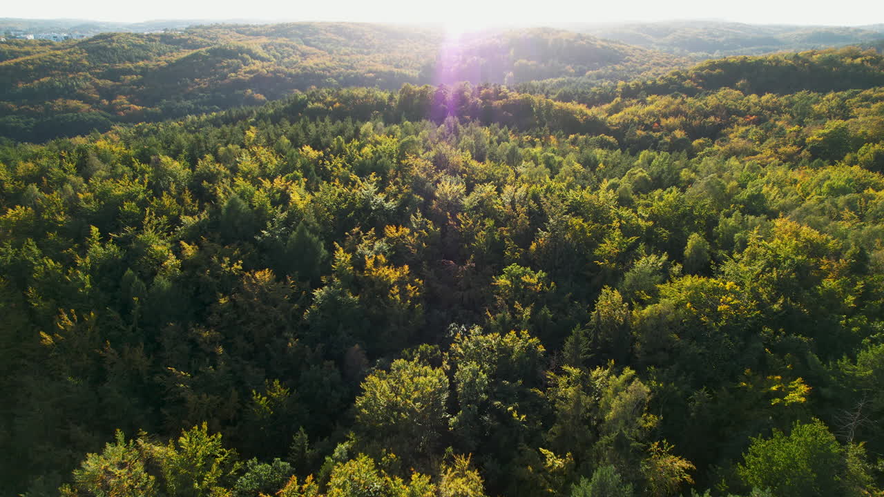 vista aérea del interminable bosque witomino en gdynia, polonia