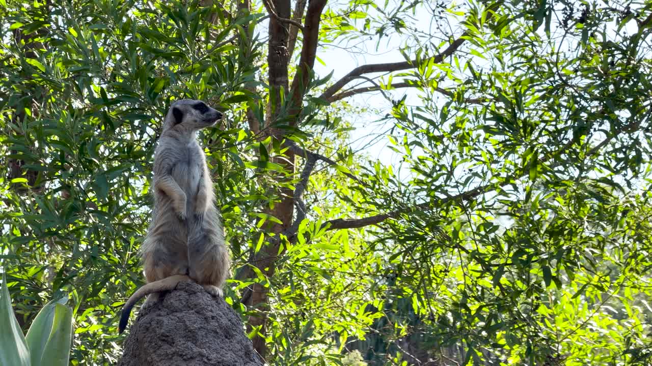 Um suricato está de pé em uma rocha, observando seus arredores contra um fundo de folhagem verde