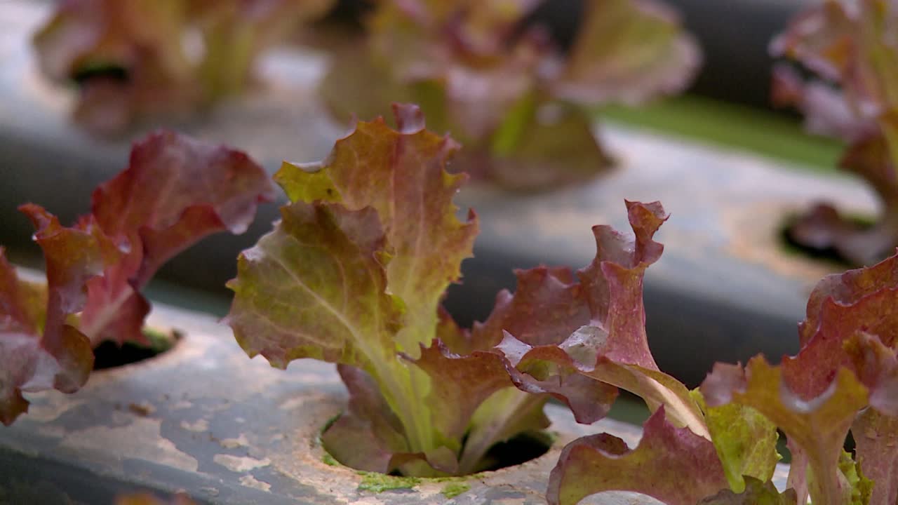vista estática de cerca de la lechuga plantada en pequeñas plántulas para su posterior trasplante