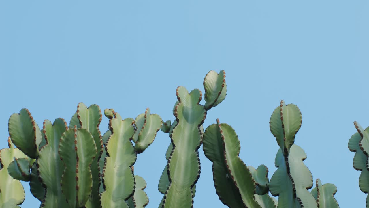 Close up green cactus with yellow spines within a desert environment, city park in Barcelona, Montjuic. African background
