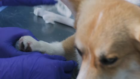 un equipo veterinario venda la pata de un perro corgi enfermo