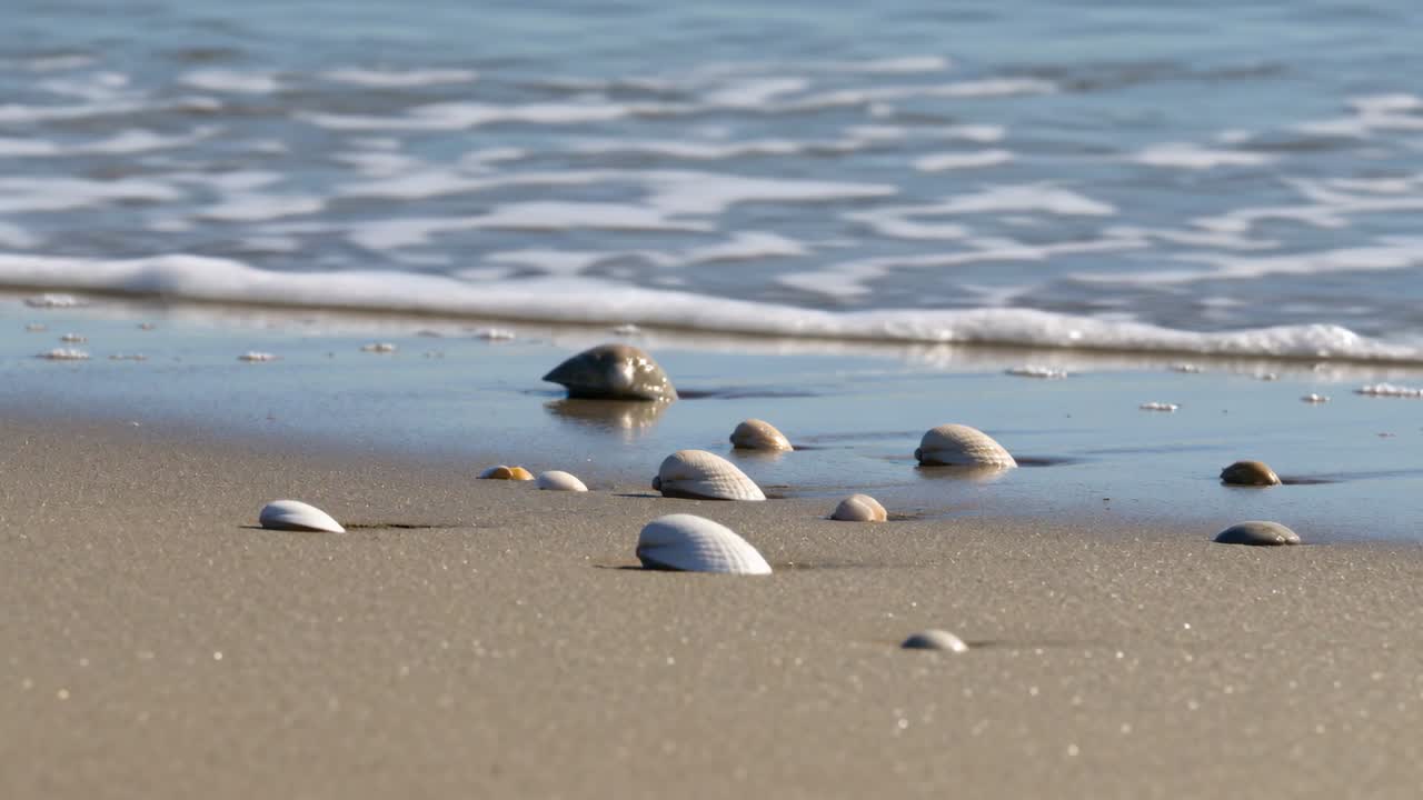 Incoming gentle wave lapping and wetting cluster of bivalve shells on wet sand, bringing sun glints