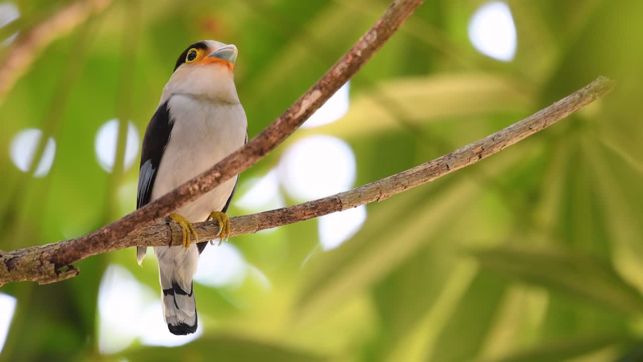 The Silver-breasted Broadbill is a famous bird in Thailand, both local and international