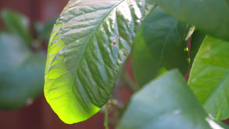 dappled sunlight shining through lemon tree leaves on a hot summers day