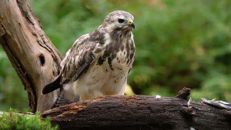 european buzzard on a log