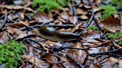 slug on a wet forest floor
