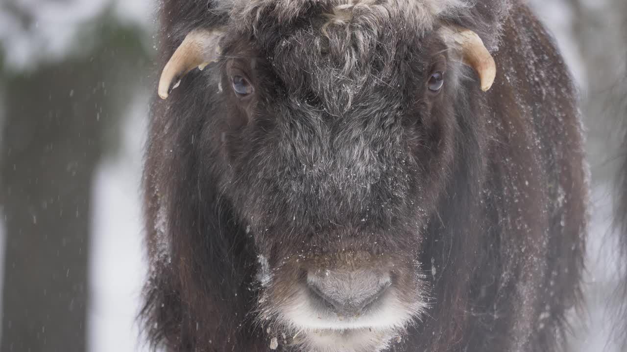 lindo ternero de buey almizclero de un año en un bosque frío bajo una suave nevada de invierno - retrato de primer plano en cámara lenta