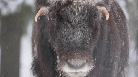 cute yearling muskox calf in cold forest under gentle winter snowfall - portrait close-up slow-motion shot