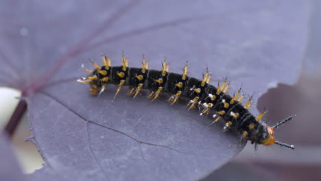 super macro of little caterpillar feeding leaves in nature during summer,4k