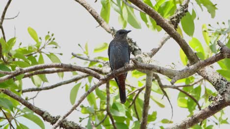 zoom out shot of a male blue rock-thrush monticola solitarius that is perching on top of a tree in thailand