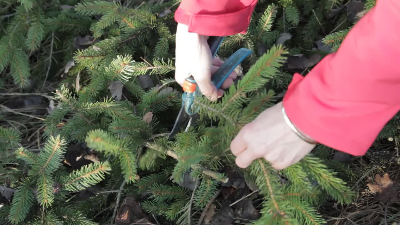 tailler des arbres avec des sécateurs dans le jardin clips vidéos